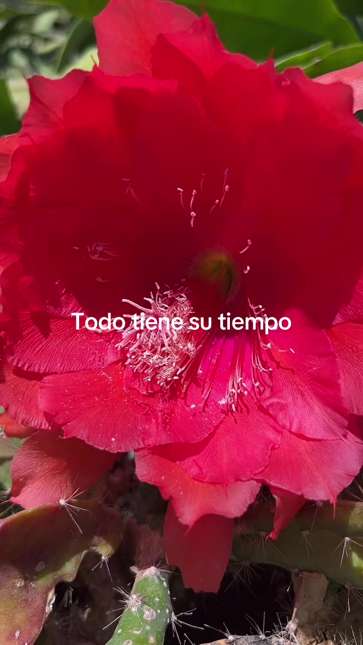 @Maria succulents 🕊️🐚
