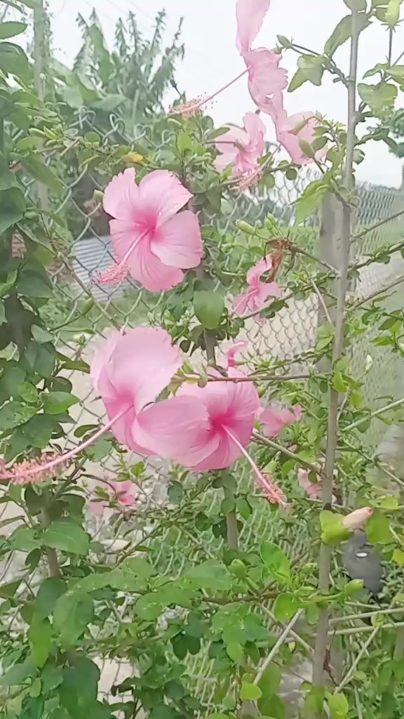 @kopila936