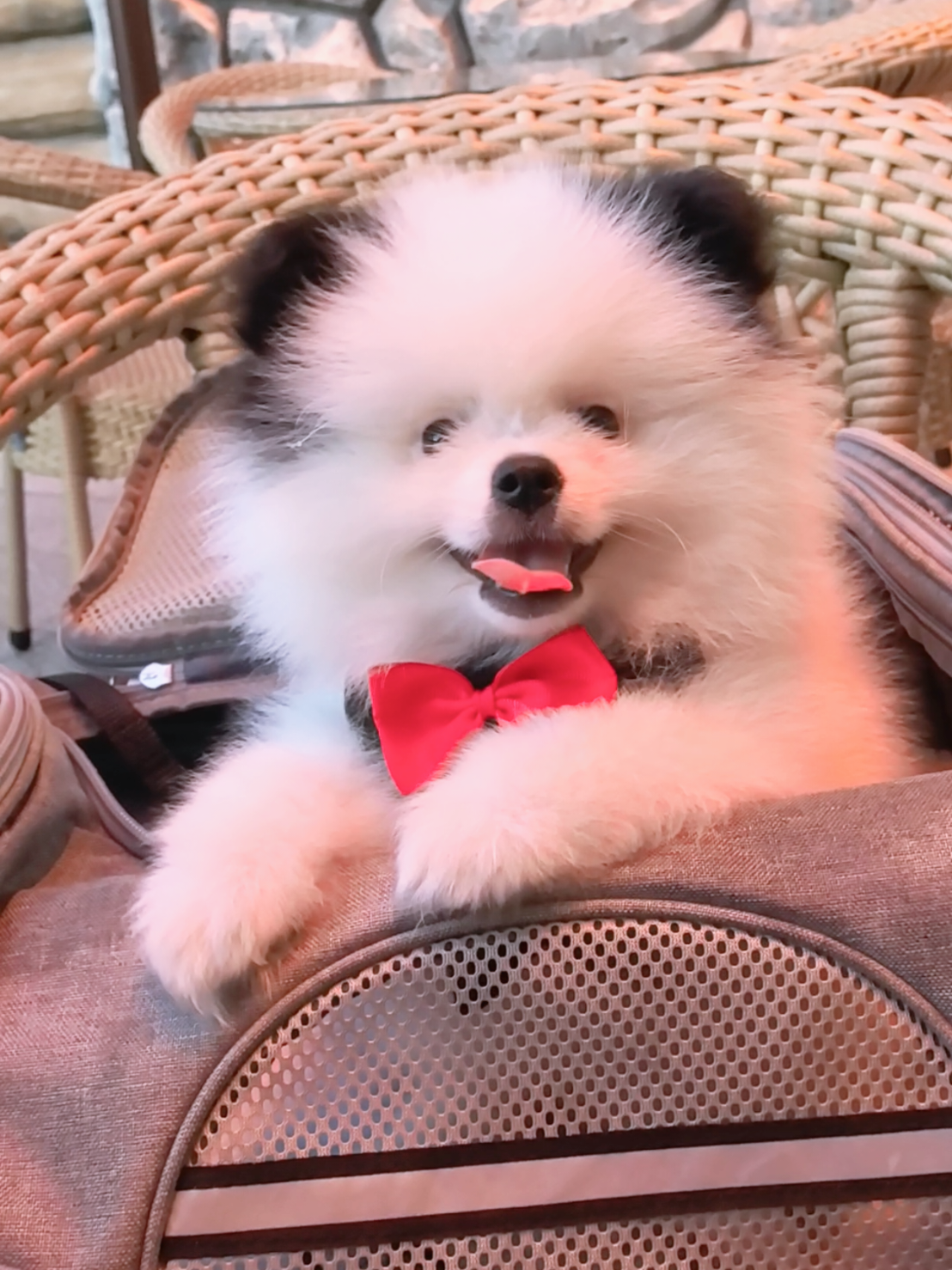 @Миша🐶 Стеша😺 Дуня🐭