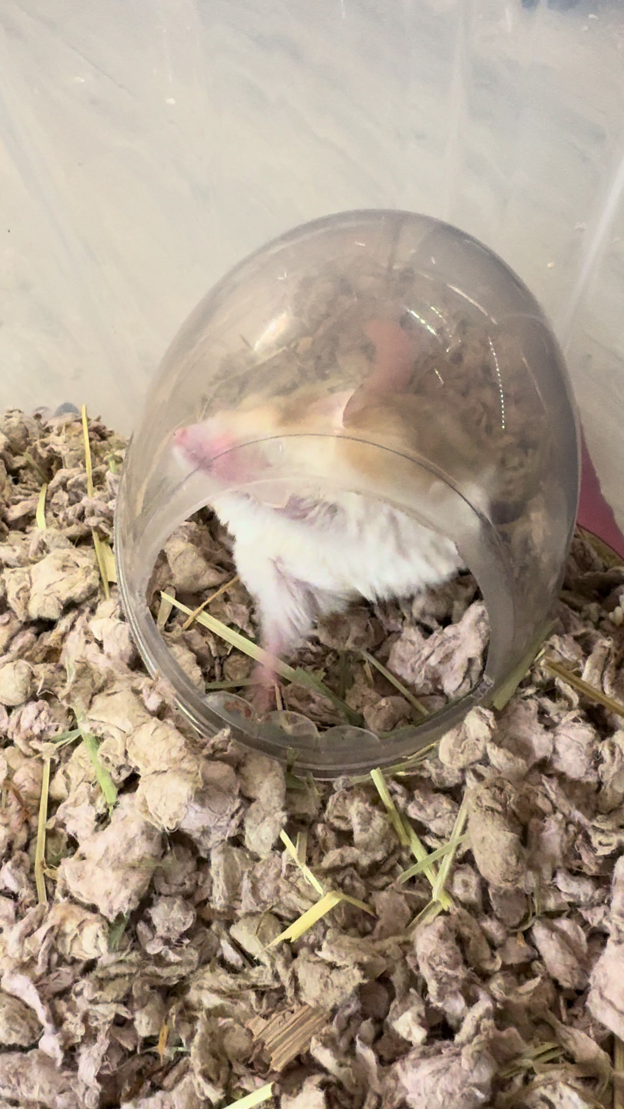 @Tiny Tails Mousery