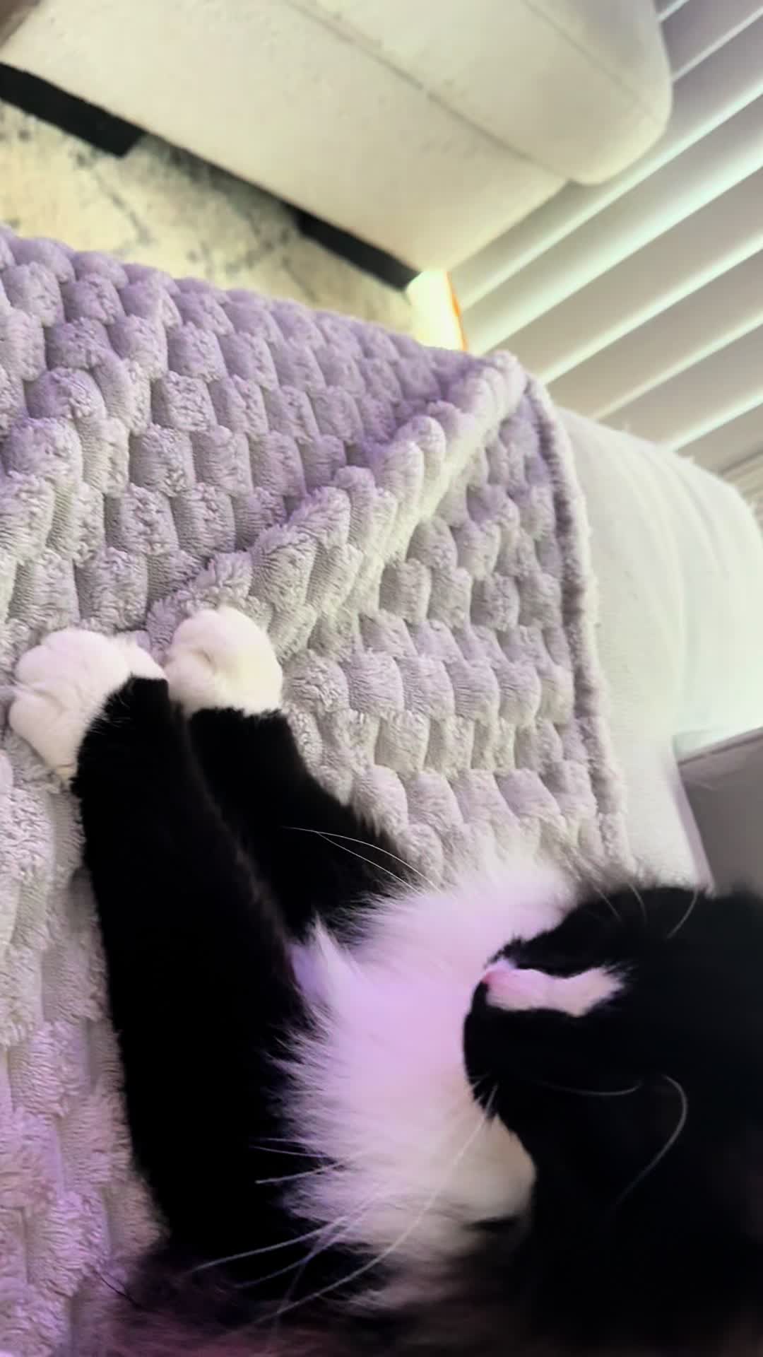 @TailsandWhiskersCo