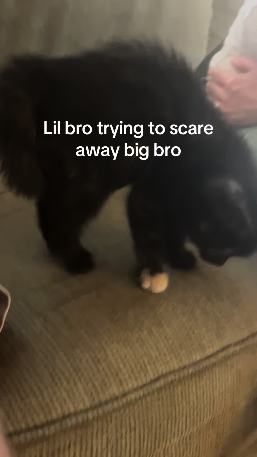 @Crab_Viohelper🙏🥹