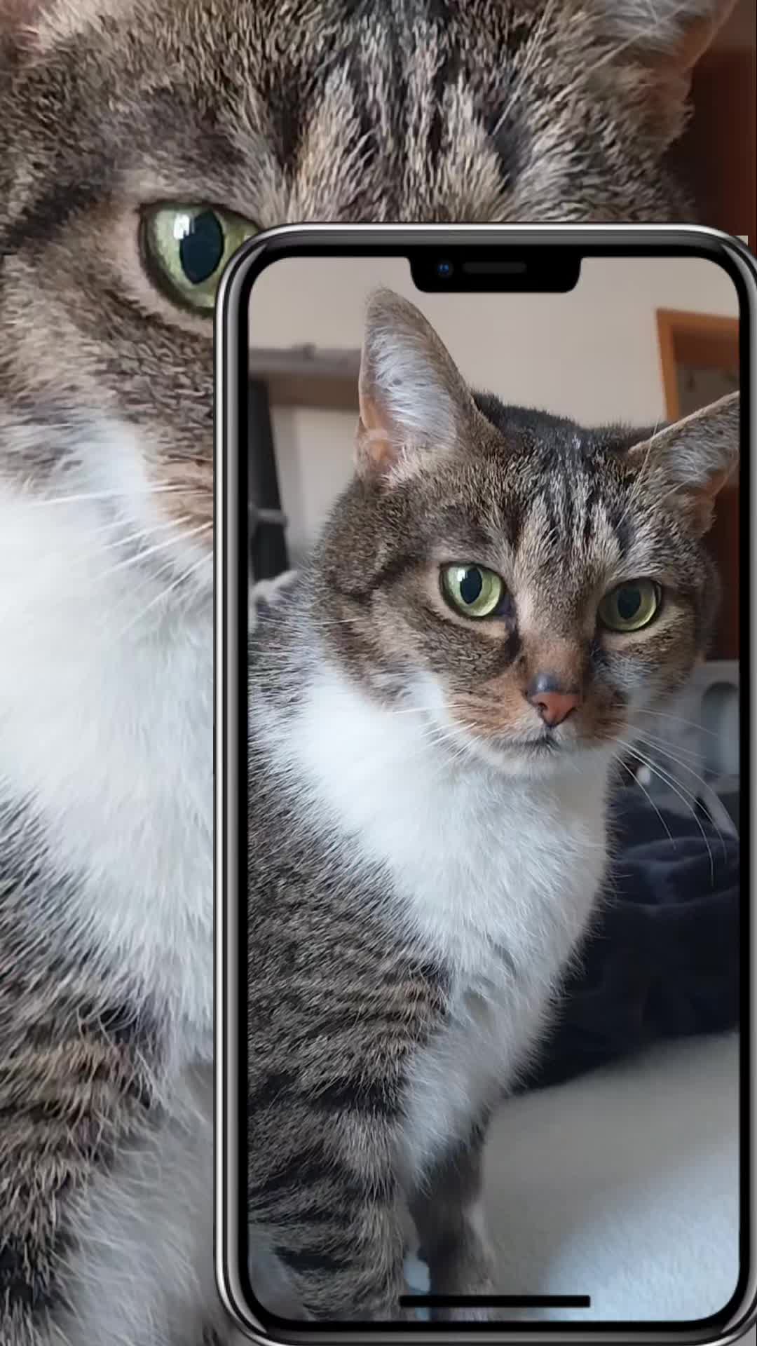 @Scotty🐱🐾🐱🐾 🐱🐾🐱🐾🐱🐾