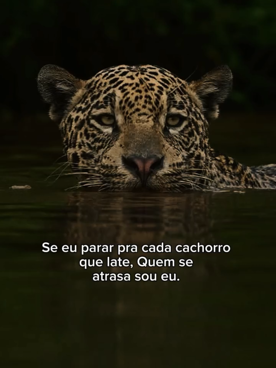 @𝙁𝙚𝙡𝙞𝙣𝙖.𝙈𝙚𝙣𝙩𝙚96🐆❤️