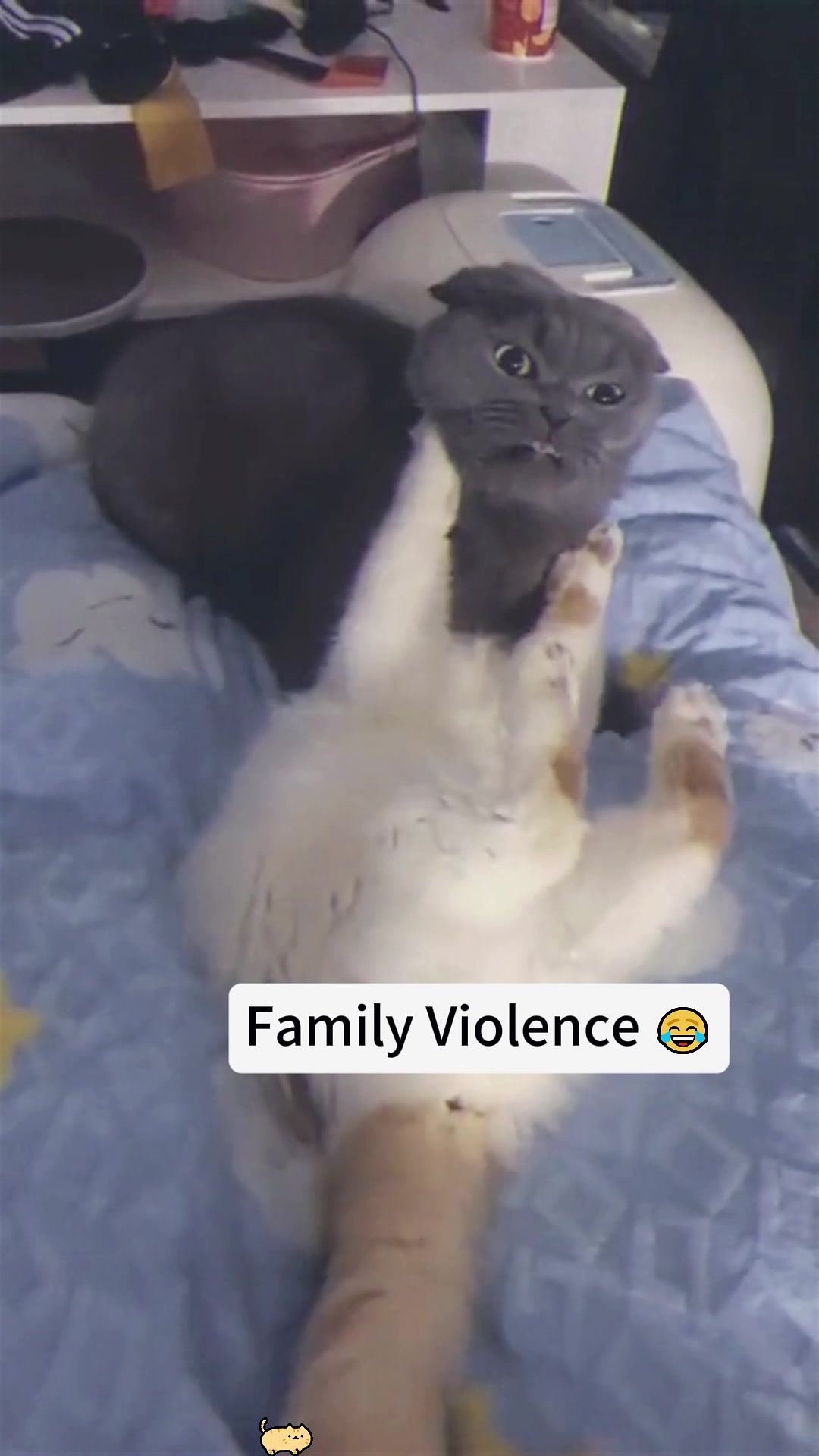 @Funny cat 520