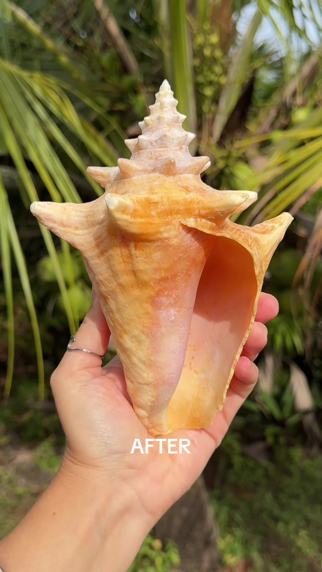 @🐚Jojo🌴