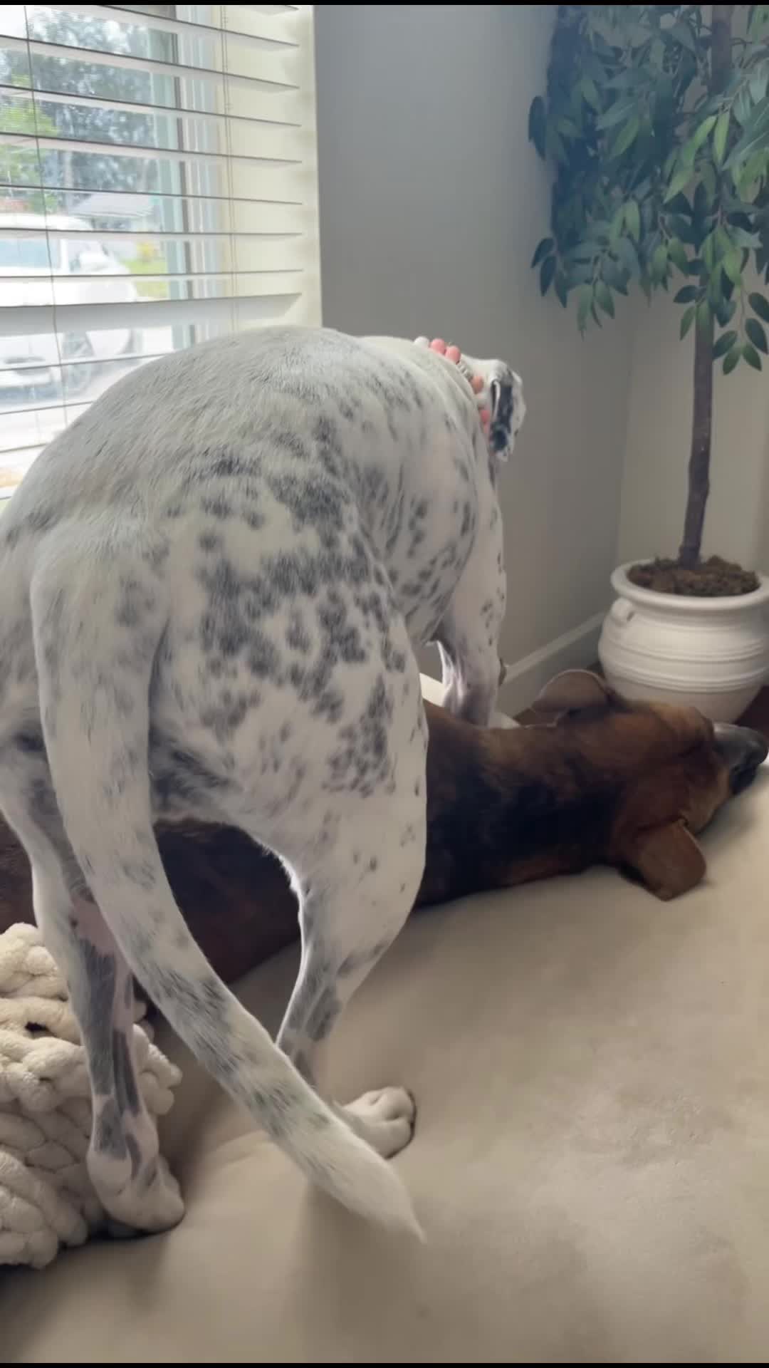 @StellatheDeafBulldane