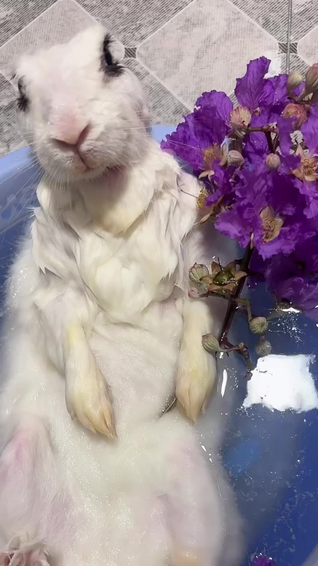 @RabbitBall