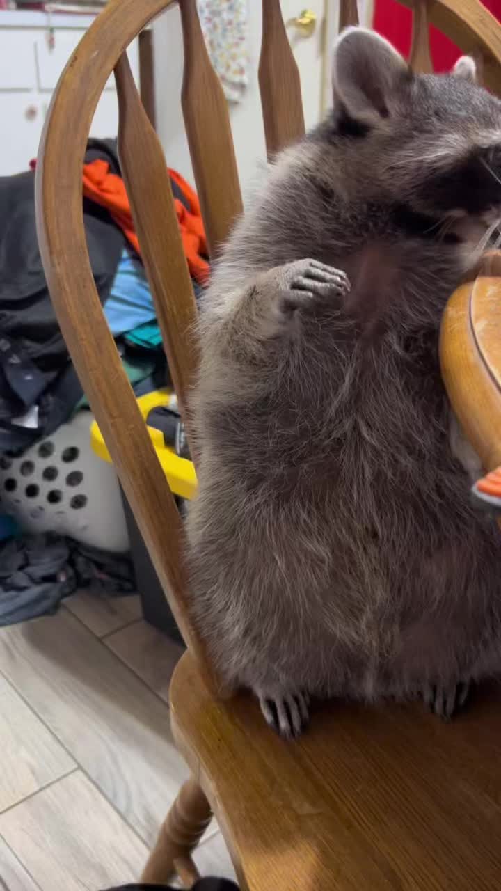 @Loki the raccoon