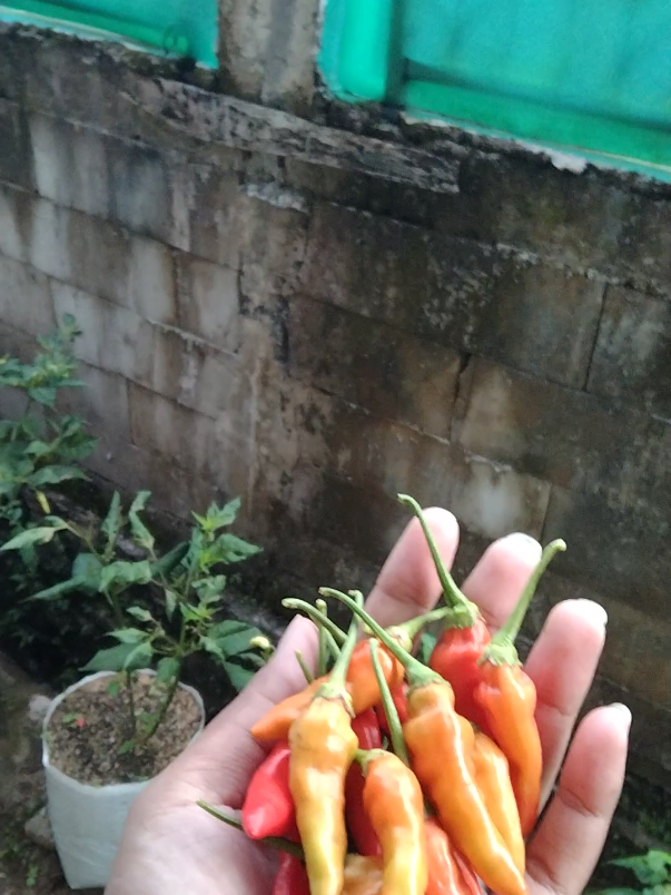 @Irma nurjanah
