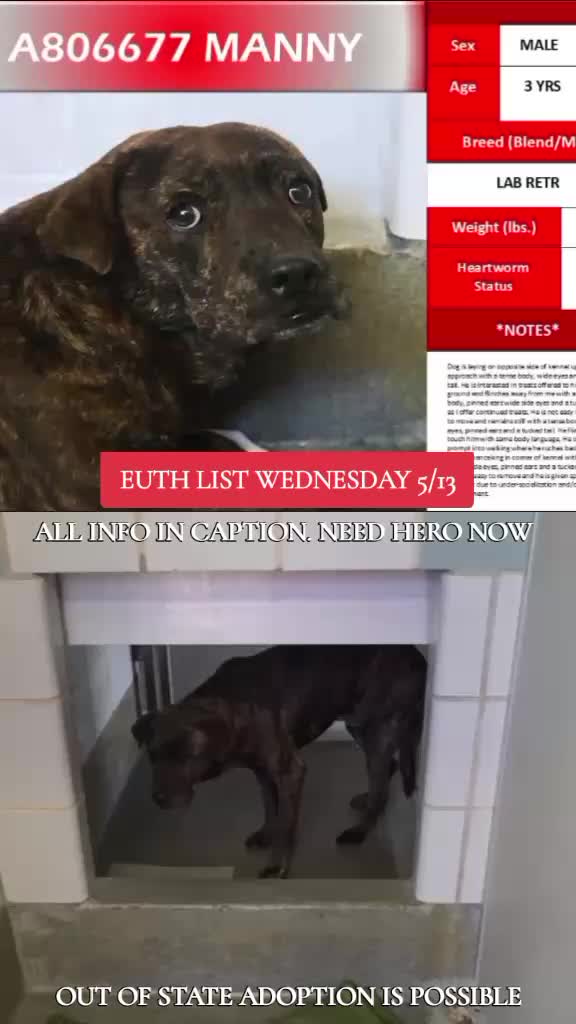@@rescuedogs911