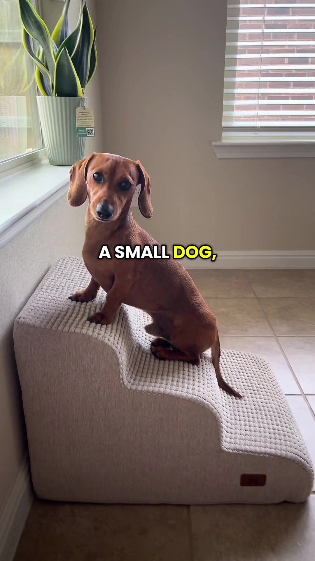 @Slinky Severus-Doo