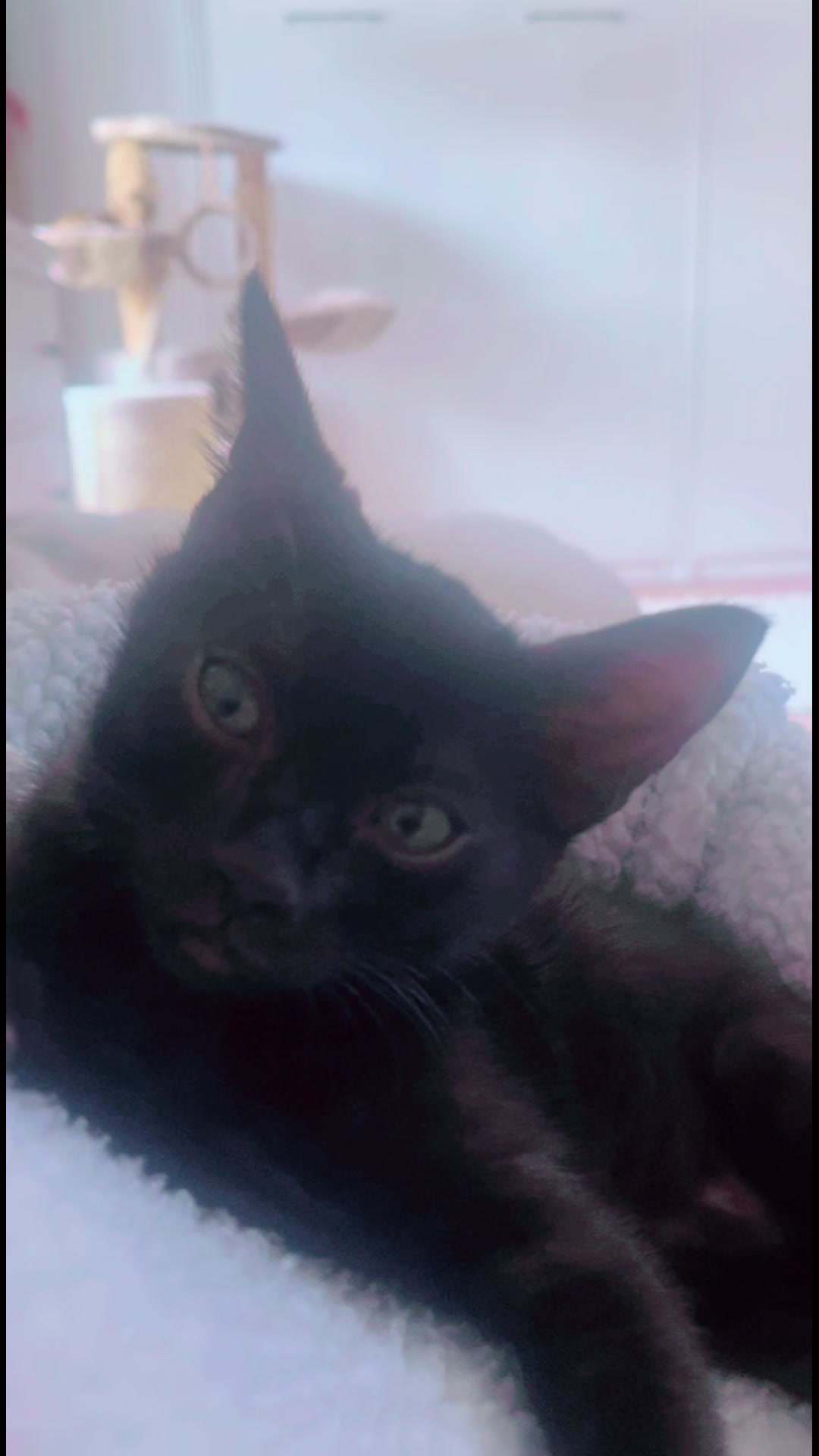 @sweet4bambi♥️Bengalkitten