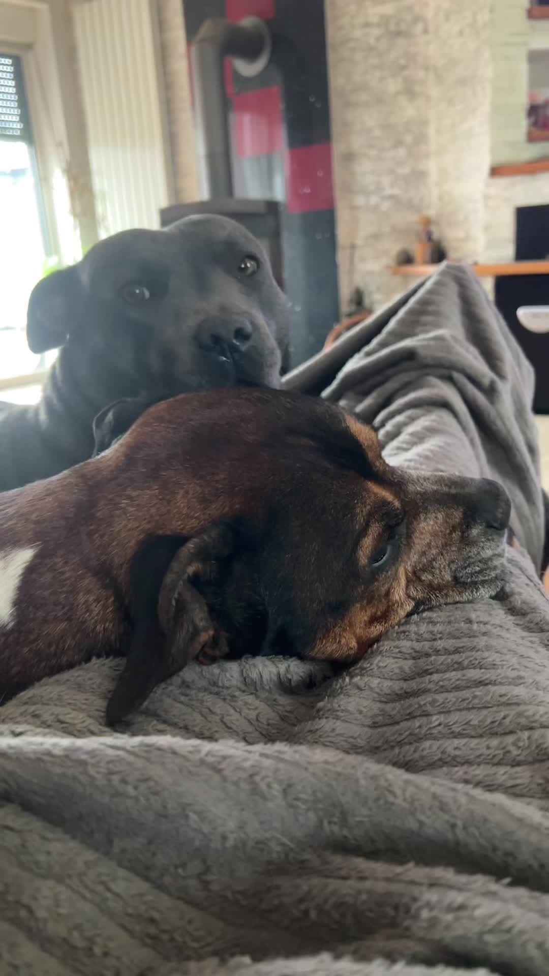 @Chris ❤️Tyson&Jola😍😎