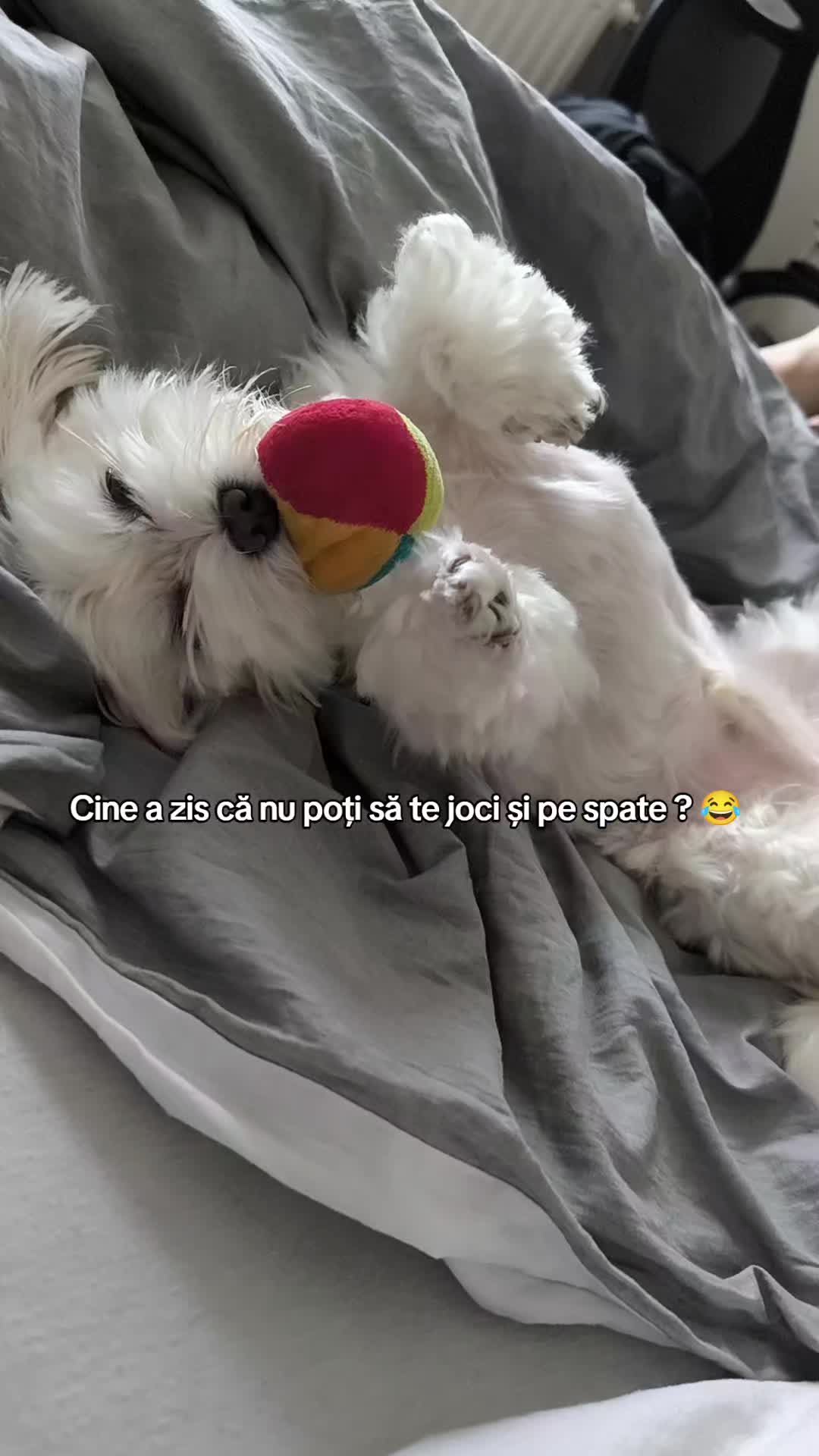 @🐾 BUBI 🐾