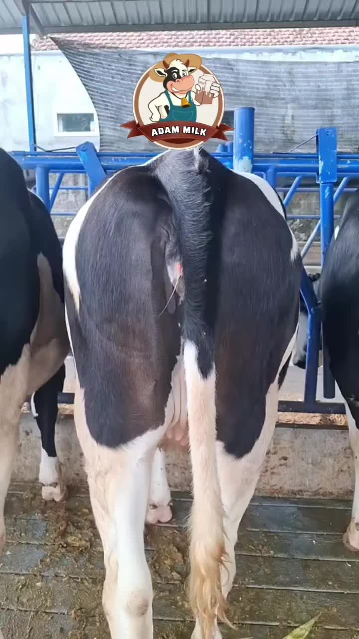 @ADAM MILK FARM