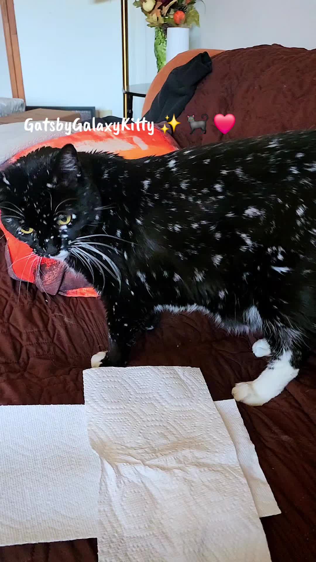 @gatsbygalaxykitty