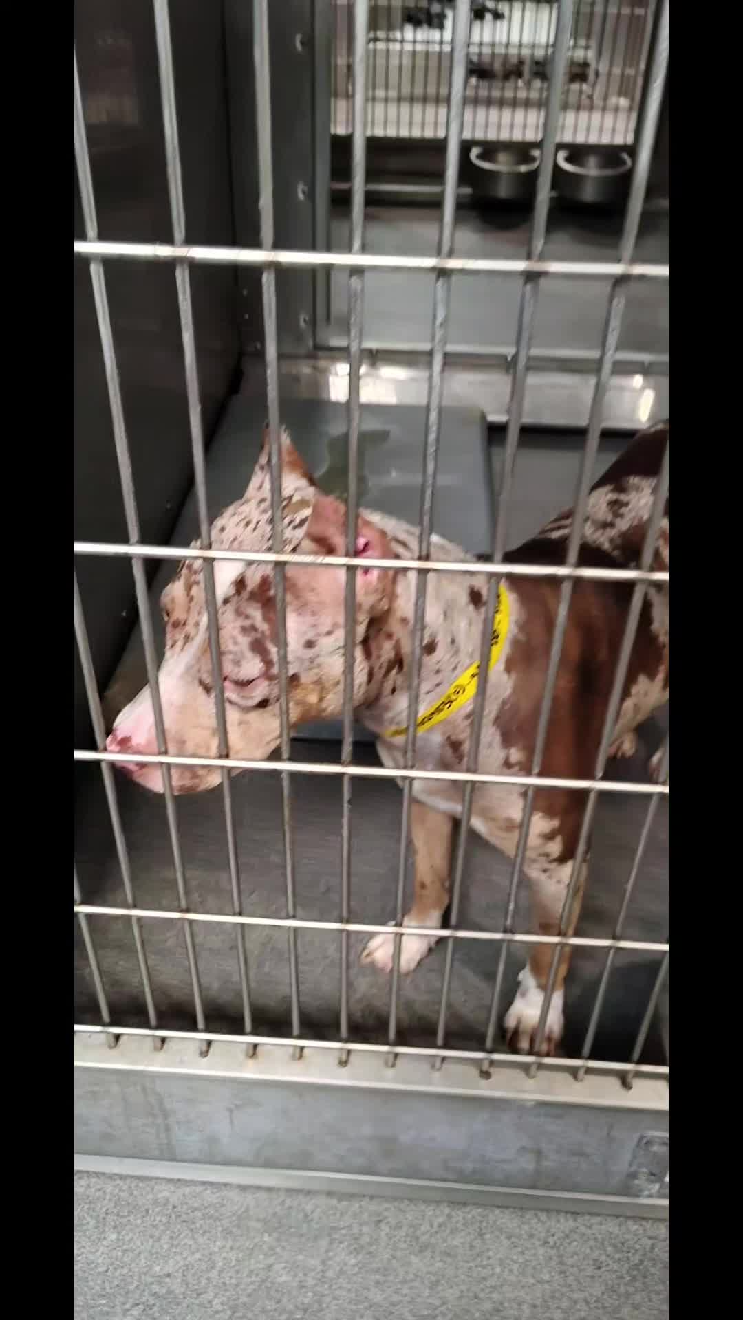 @Saving Seaaca Animals