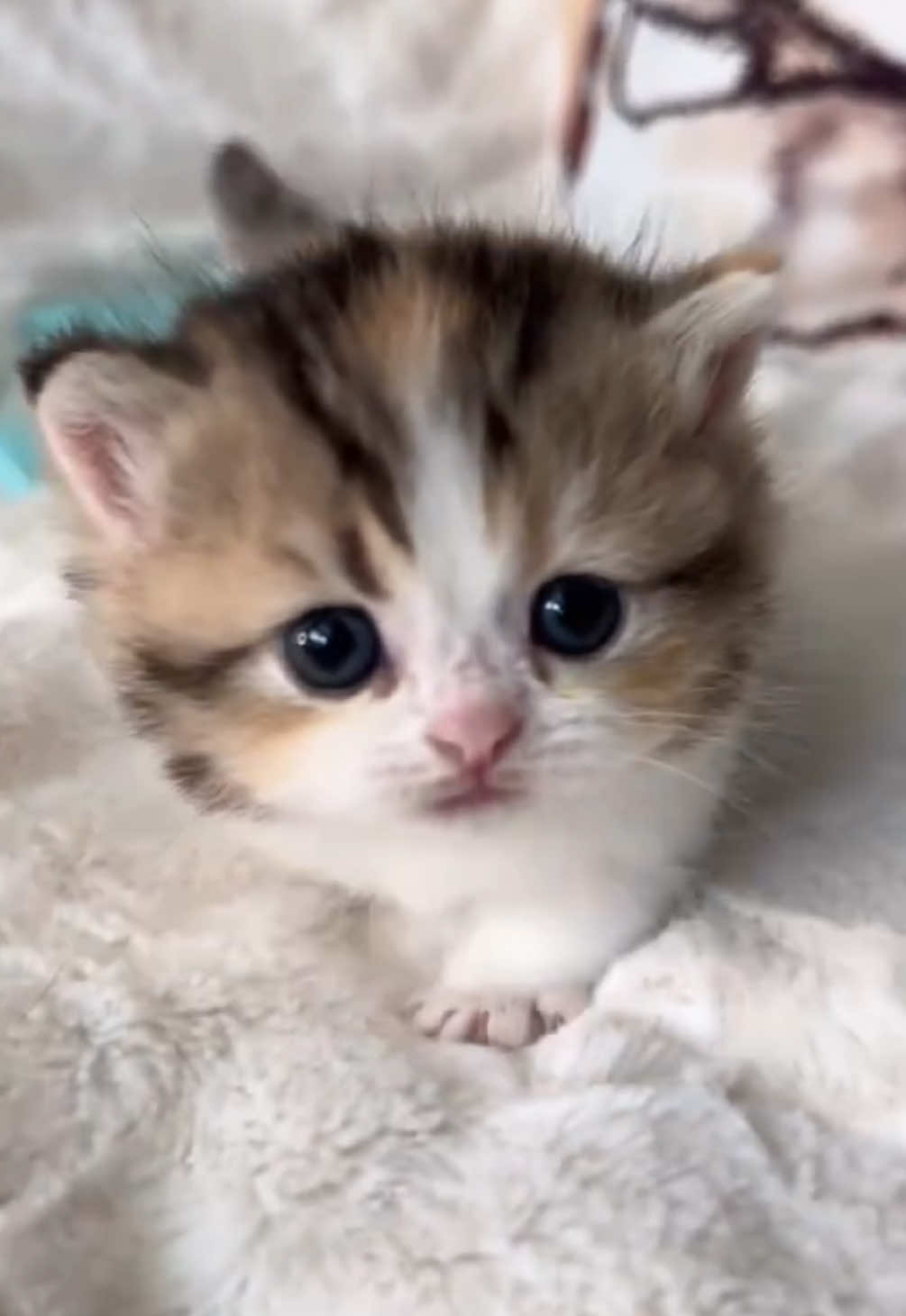 @kloutkittens