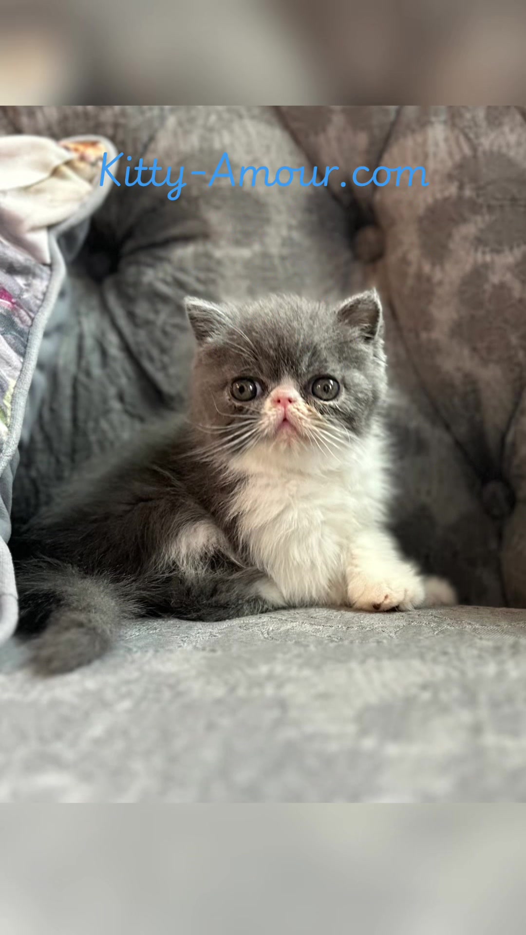 @KittyAmourCattery