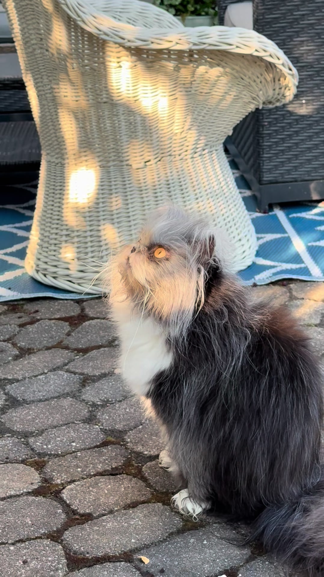@atchoumthecat