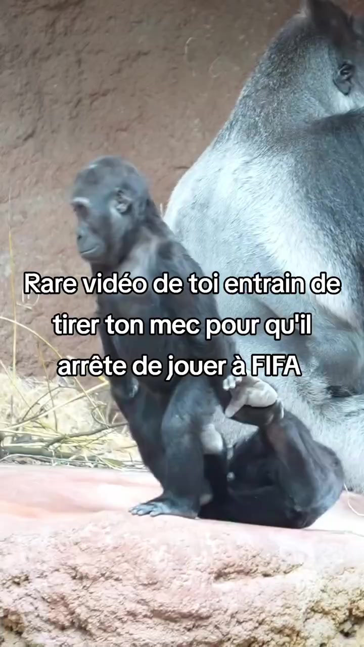 @FouRireAnimal