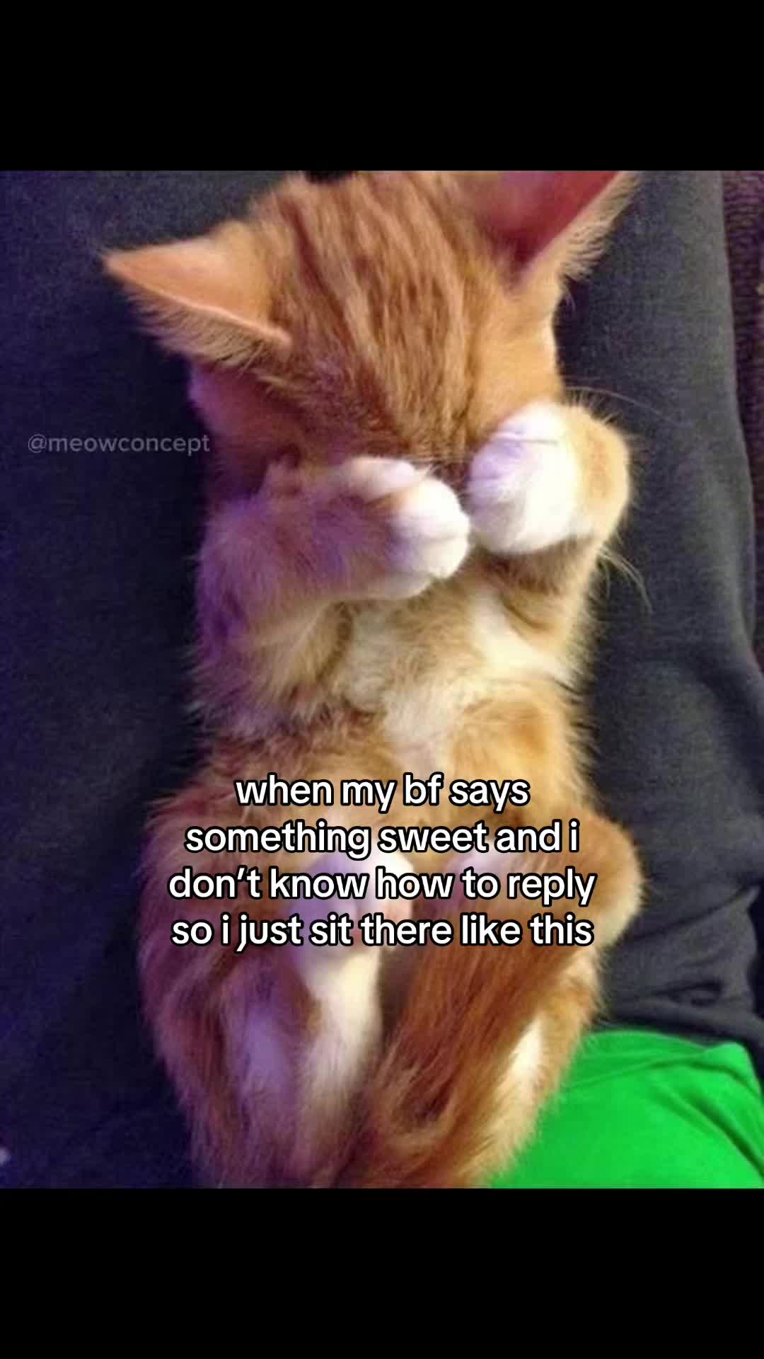 @meowconcept