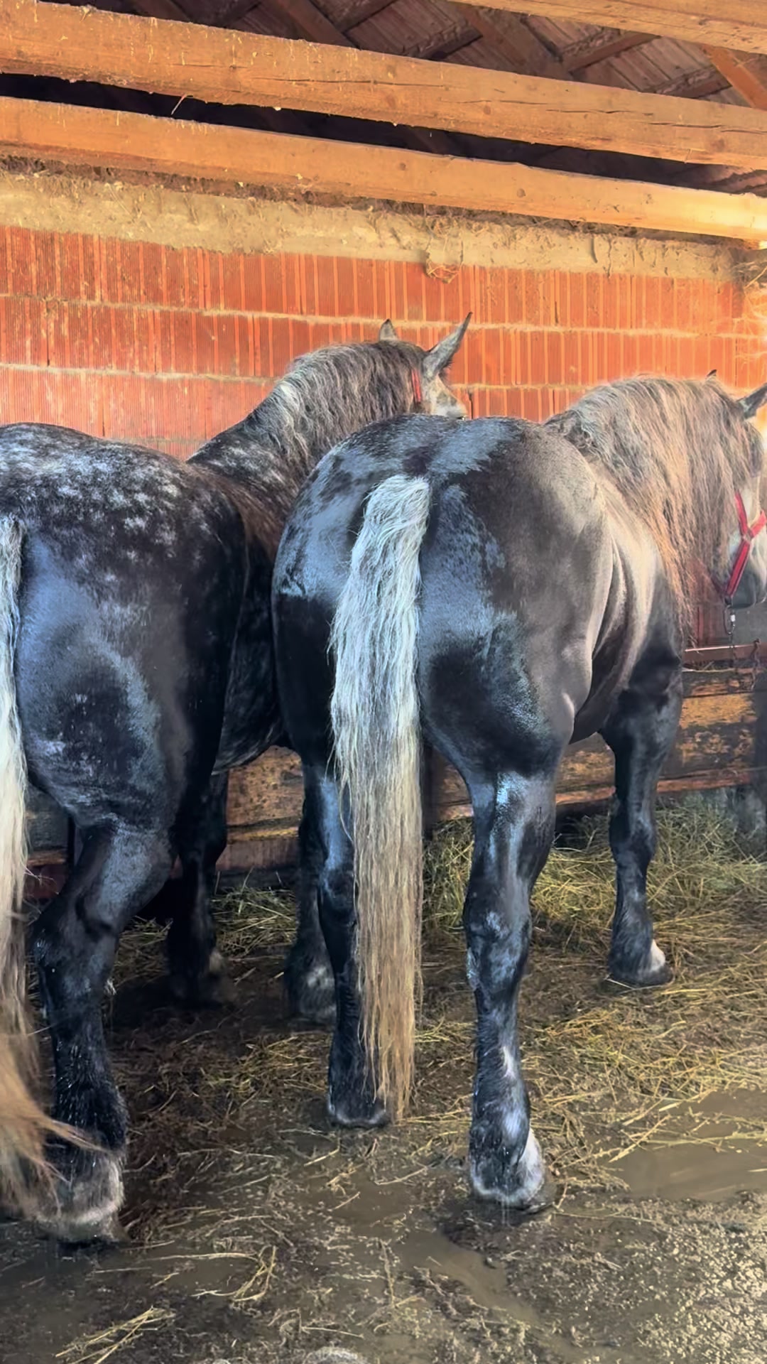 @🐴Spartanu🐴