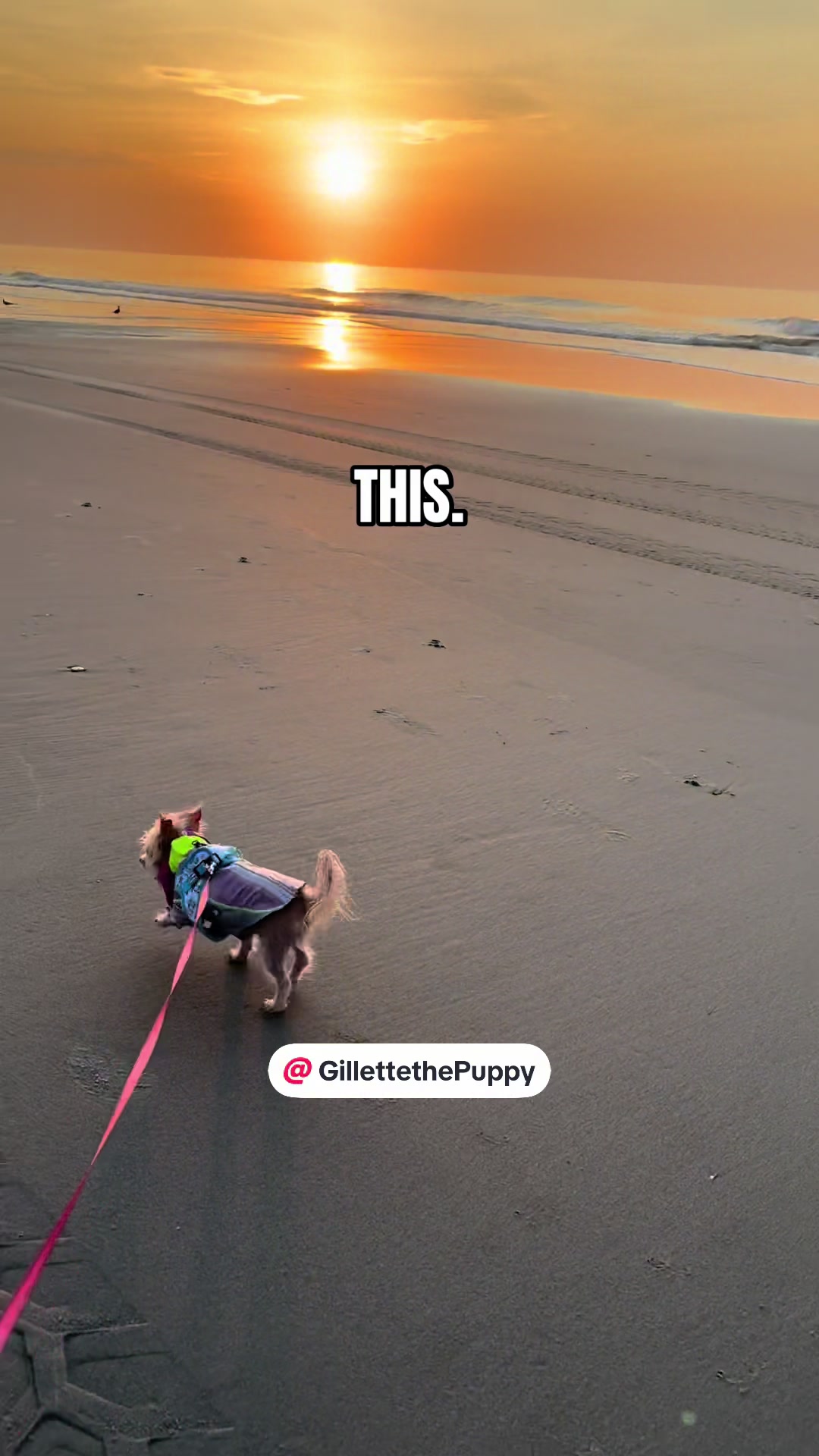 @Gillette the Puppy