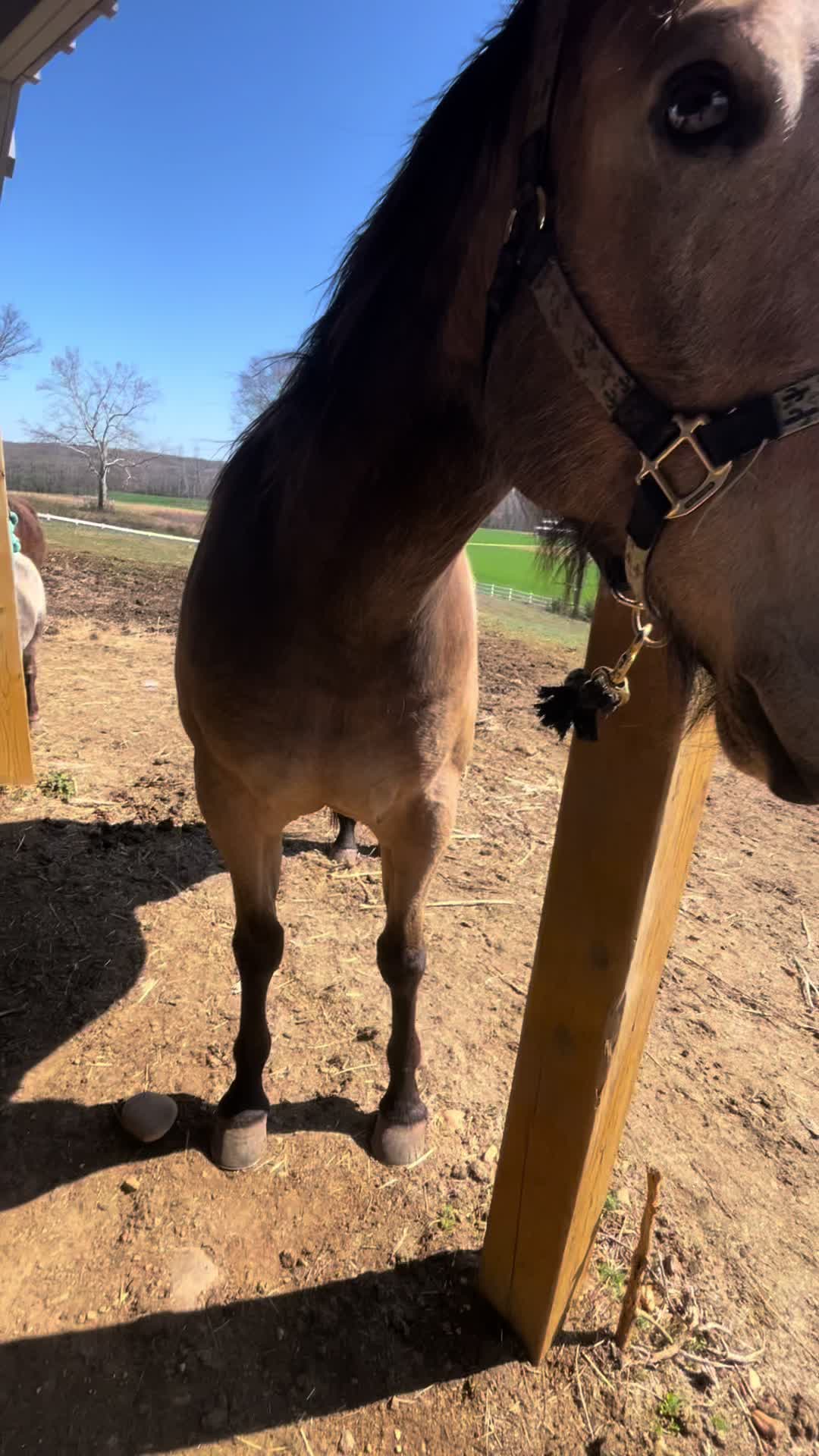 @HFFcattleman