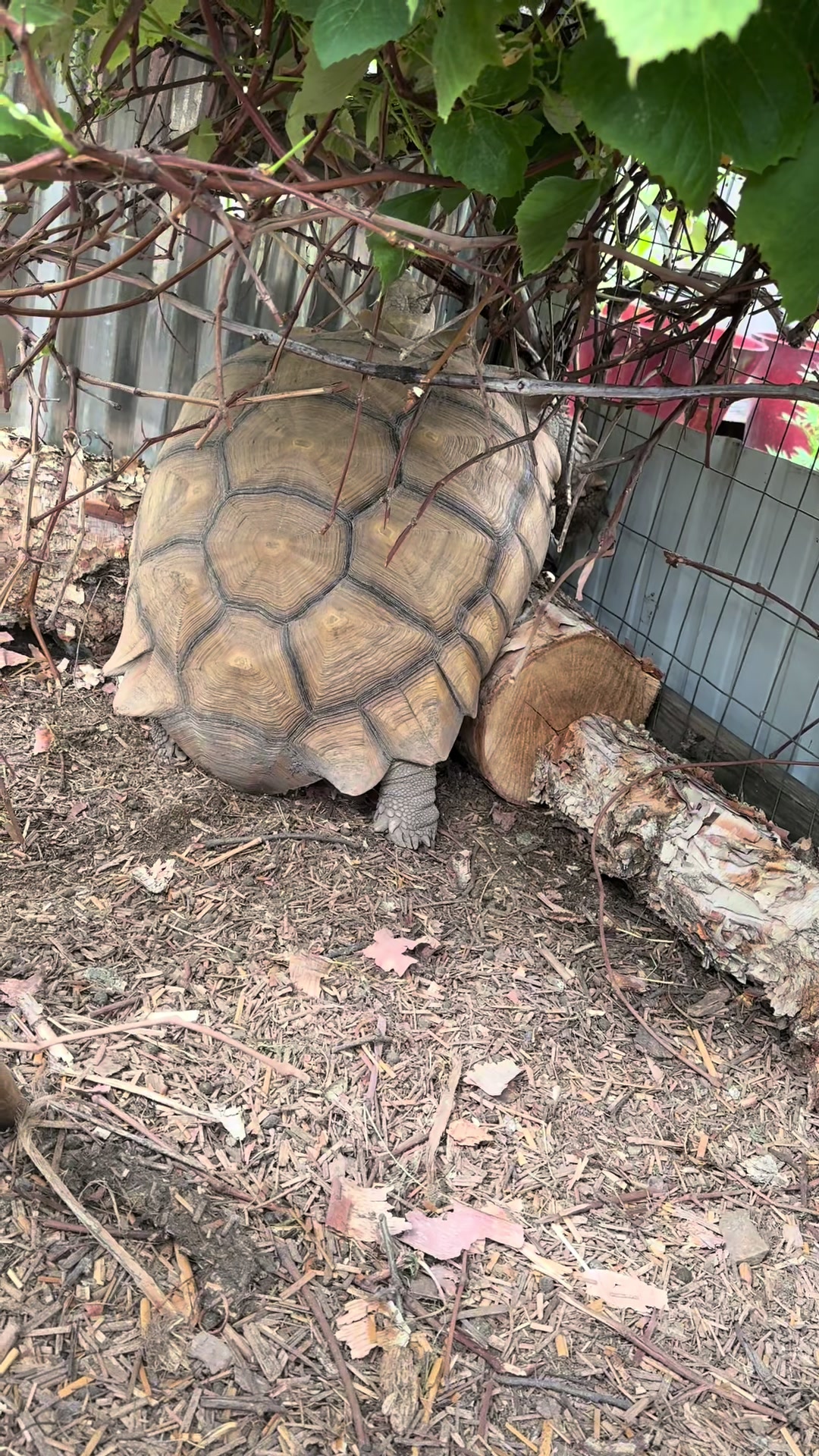 @JuliesSanctuary