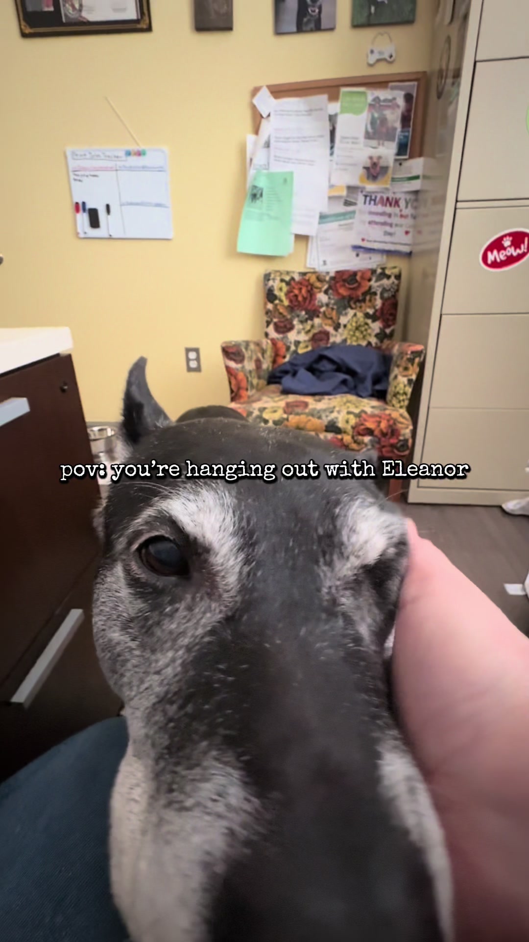 @Lynchburg Humane Society