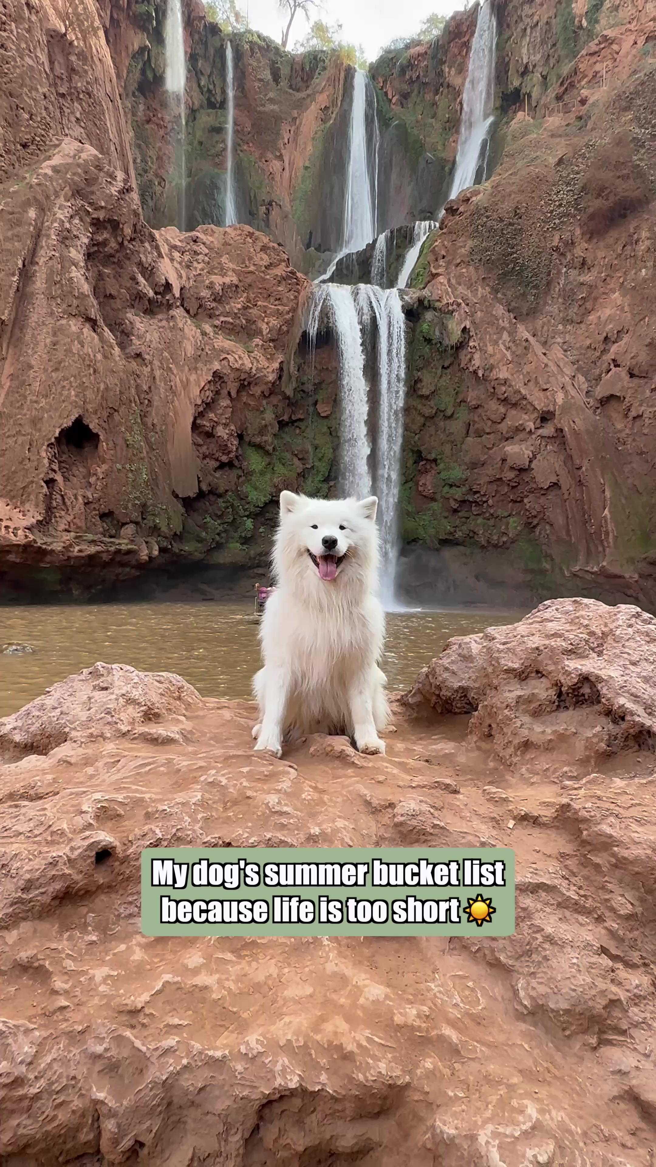 @wanderlust_samoyed