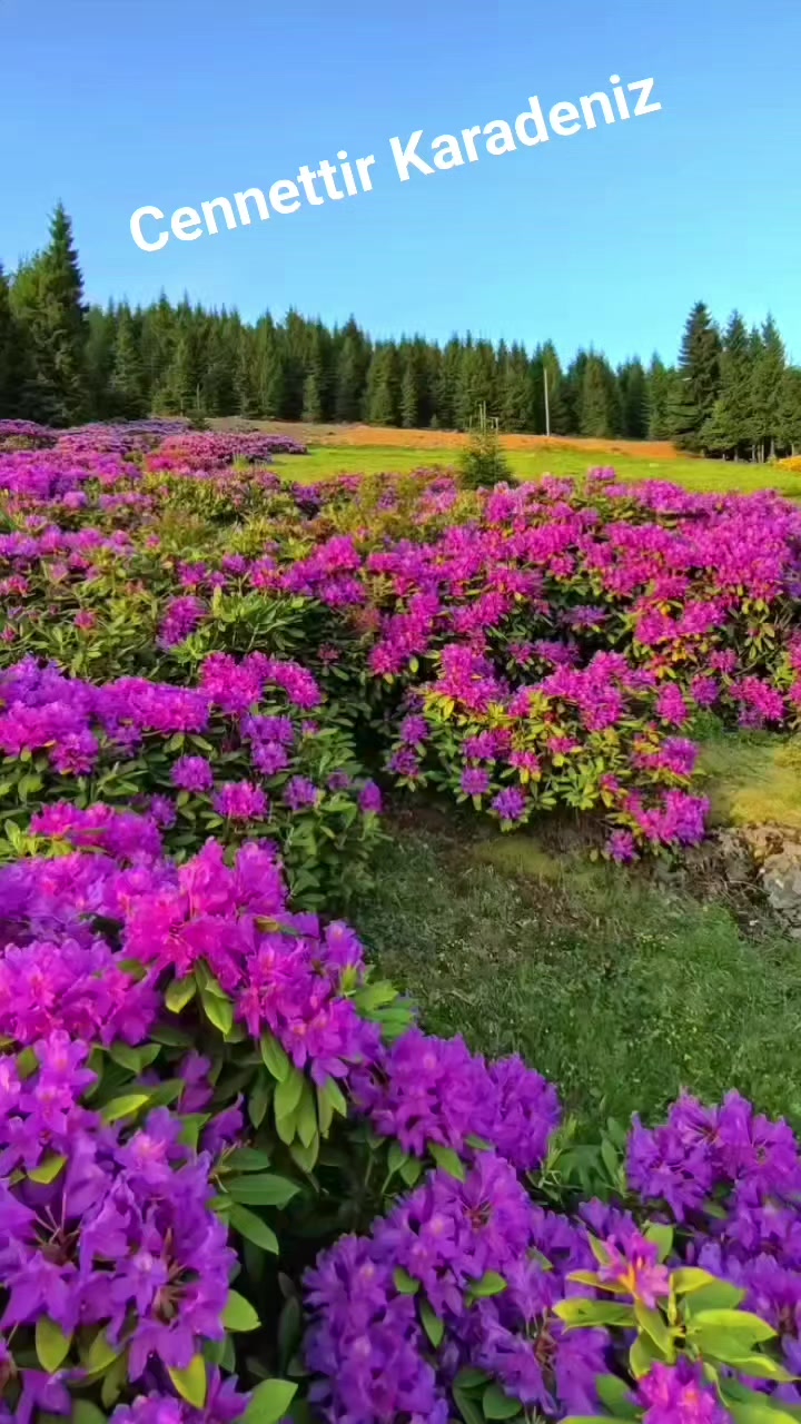 @_Hafizali61
