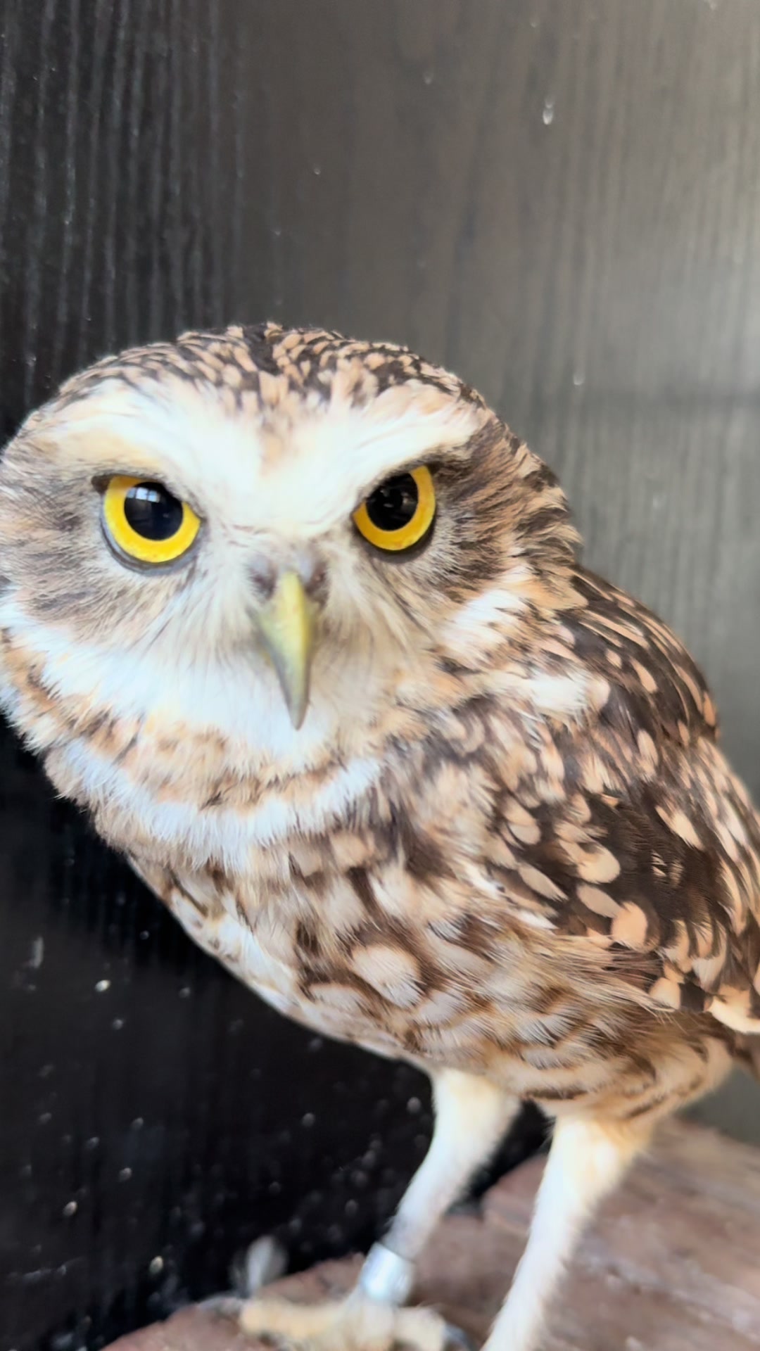 @Kreischhuhn Karma 🦉