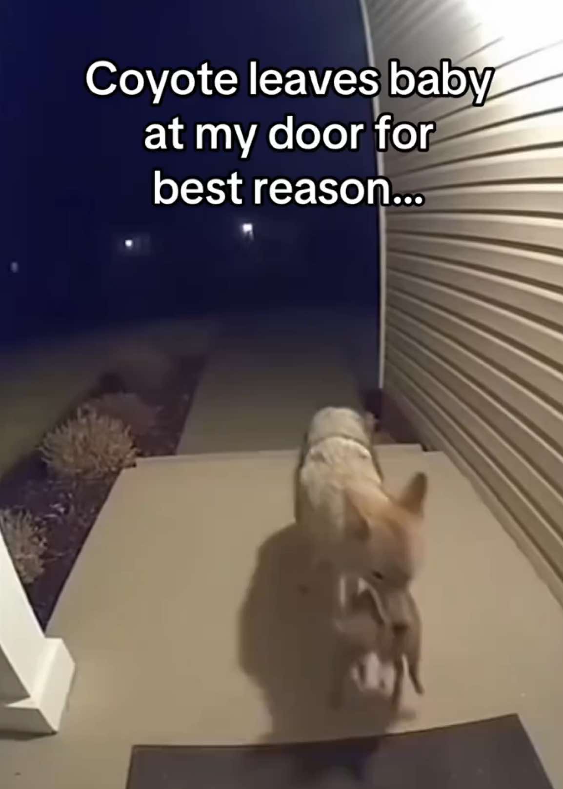 @AnimalWorld