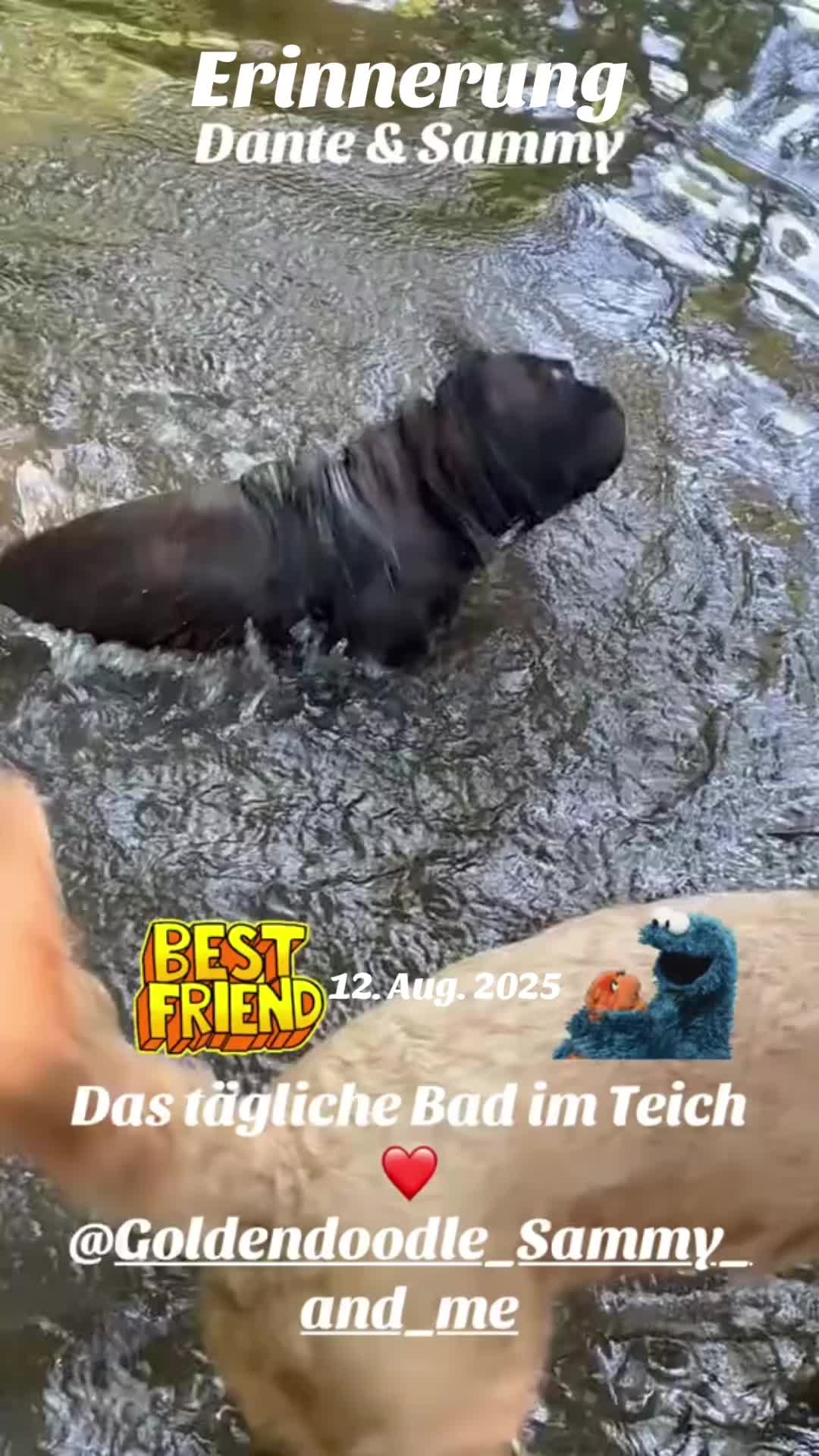 @The_chaos_frenchi