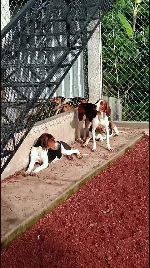 @zardos kennel veracruz