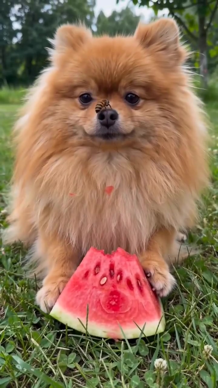 @Gangsterspitz