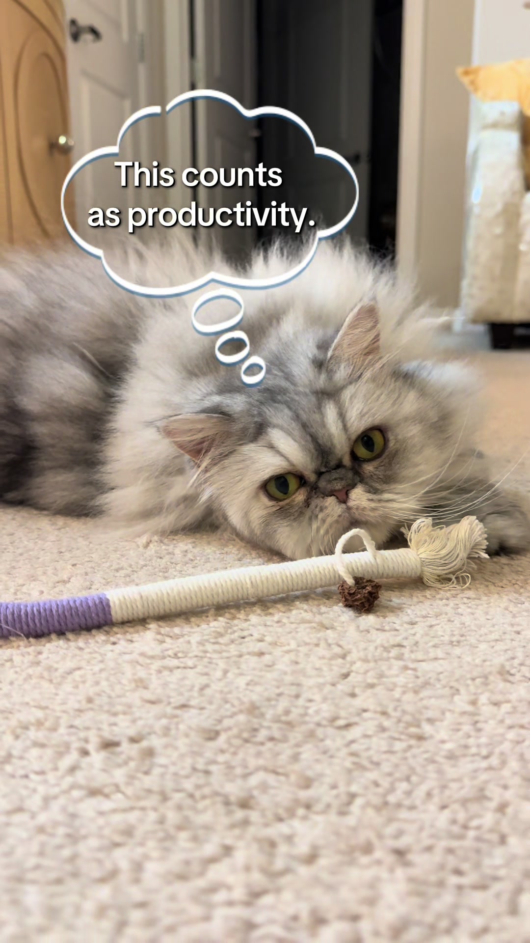 @SinCity_cats