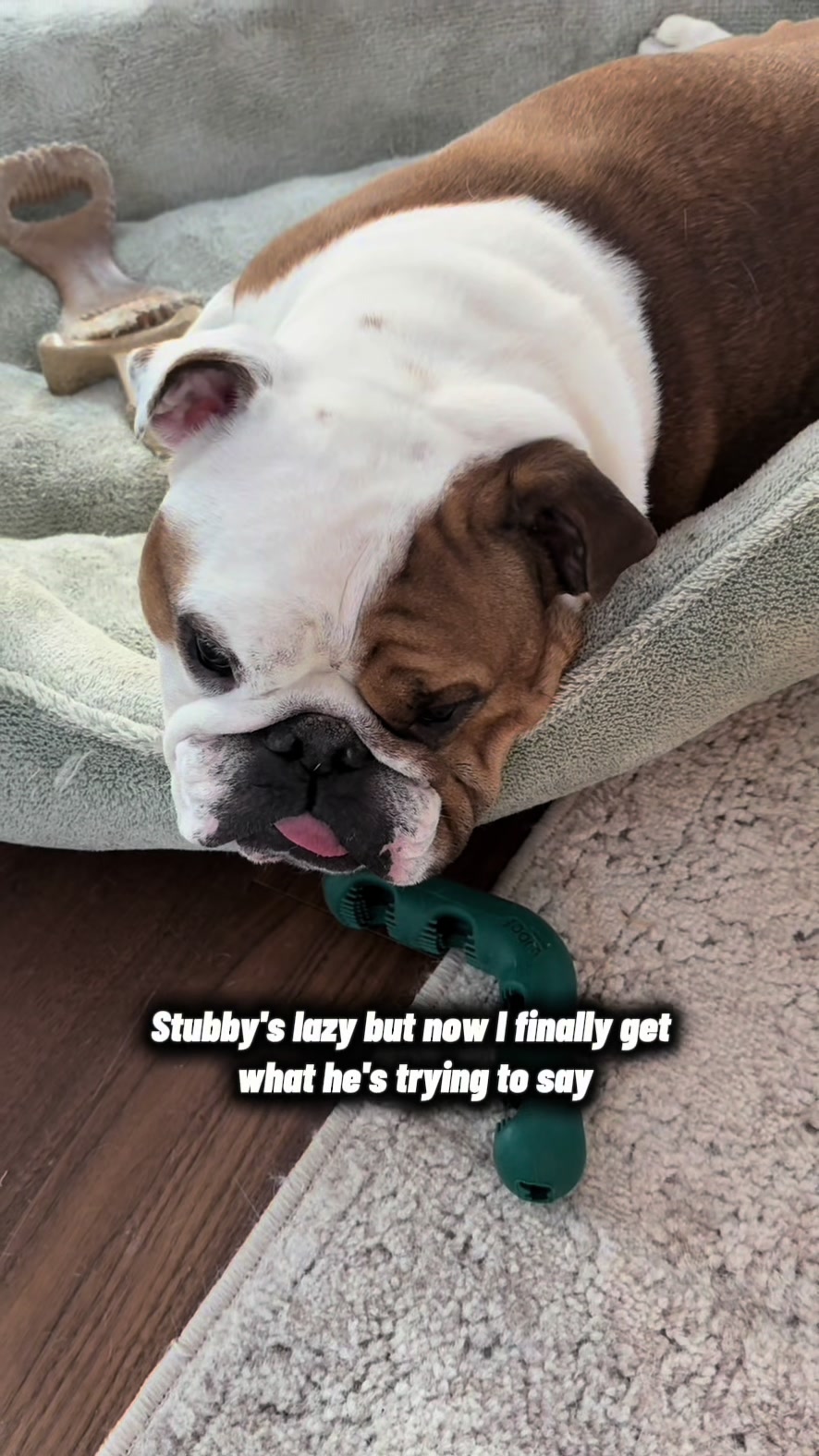 @Stubby The Bulldog