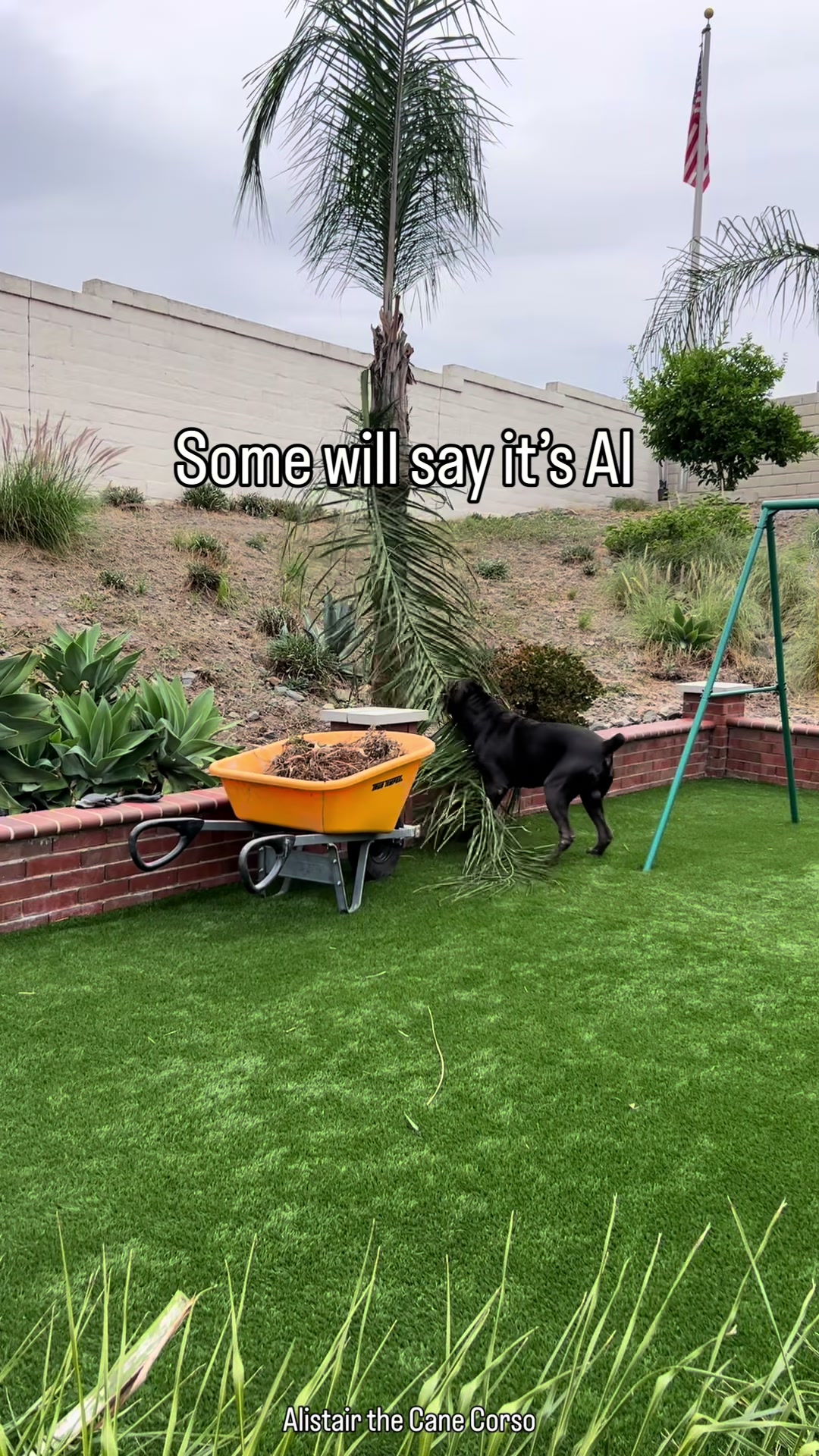 @Alistair the Cane Corso