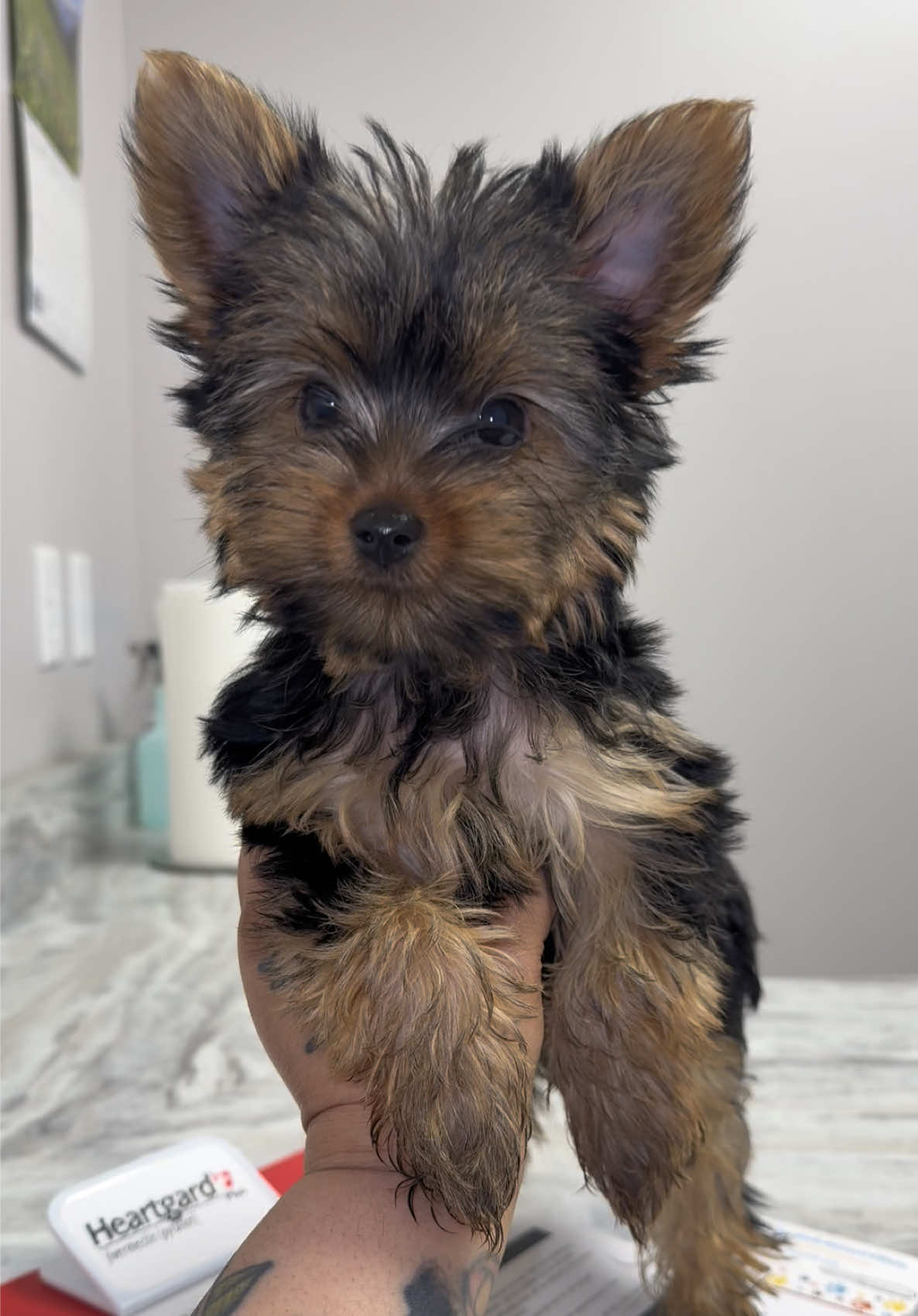 @RedBeautyYorkies🐾