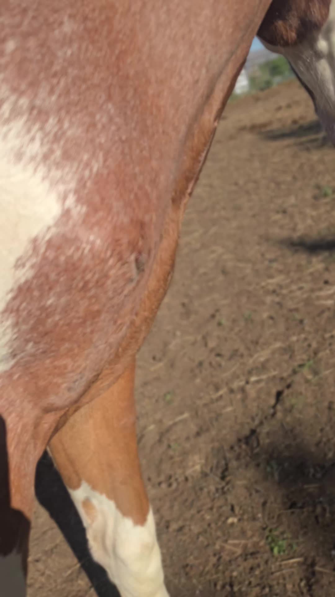 @Cowgirl Tuff Colt Training ❤️