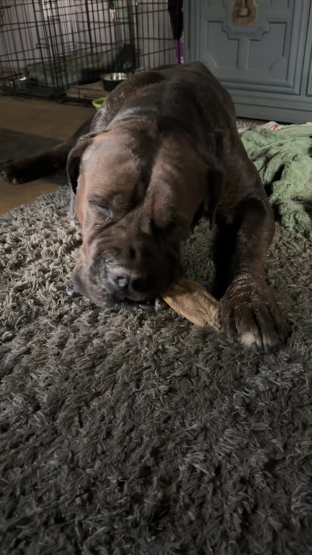@Bigfoot Boerboels