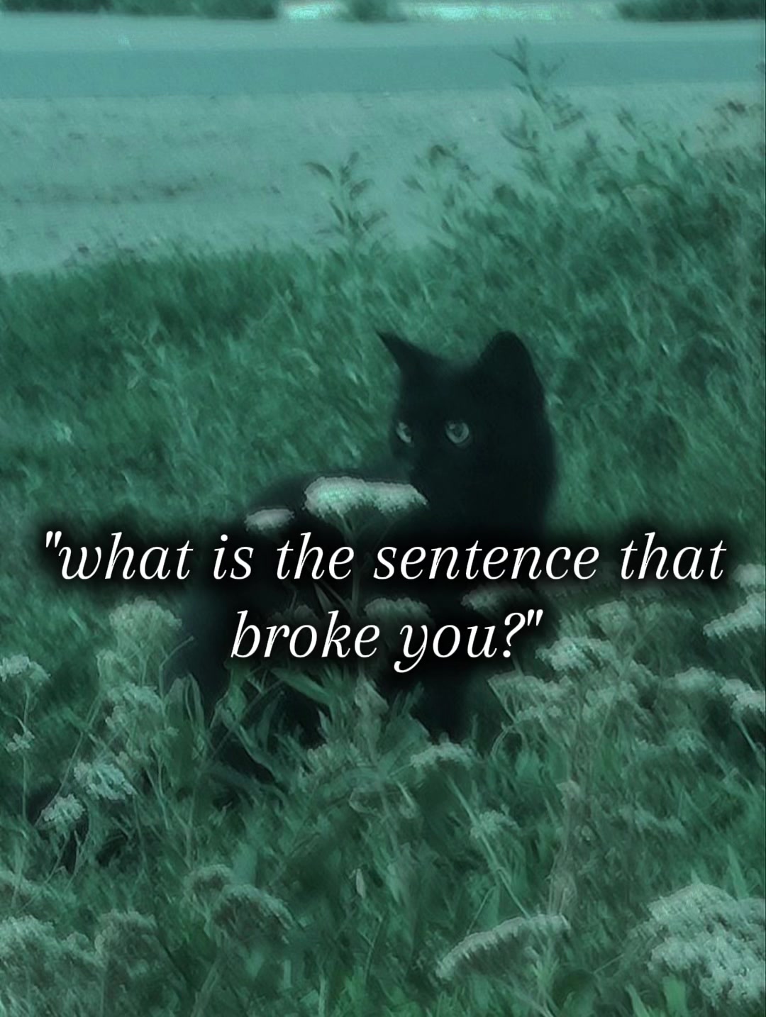 @𝕮𝖆𝖑𝖑𝖘𝖎𝖌𝖓: Wolfe 🐺