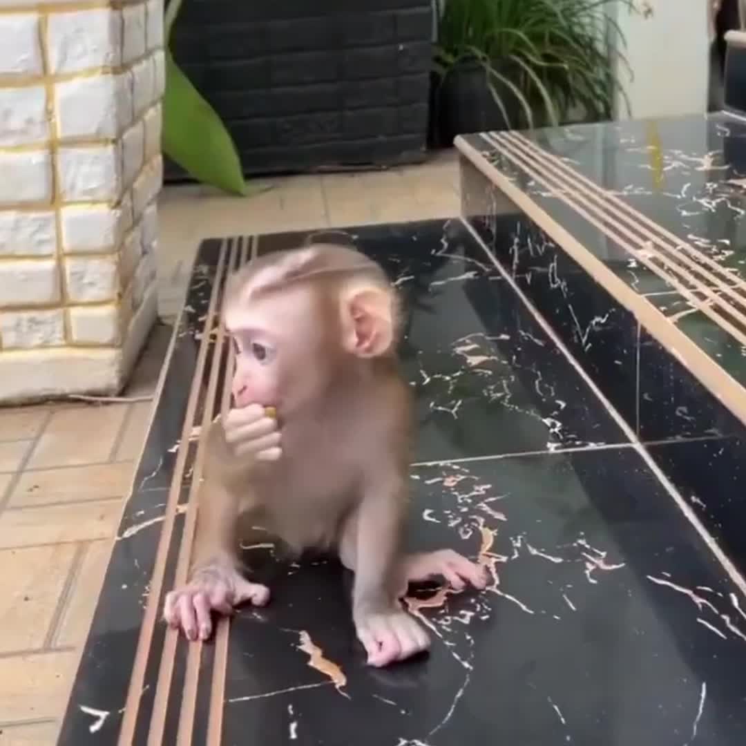 @Monkey BoBo🐵