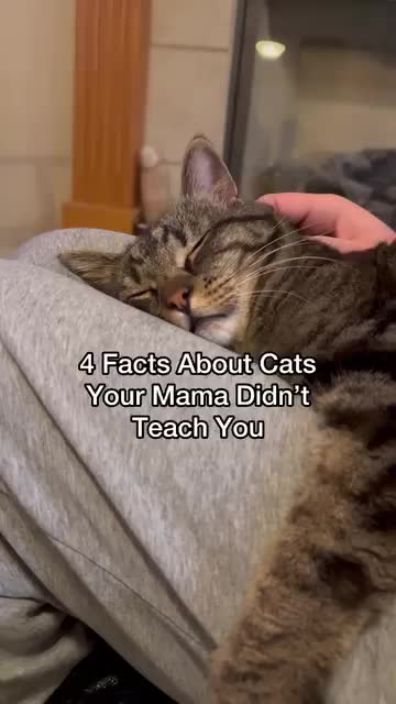 @Chip The Manx