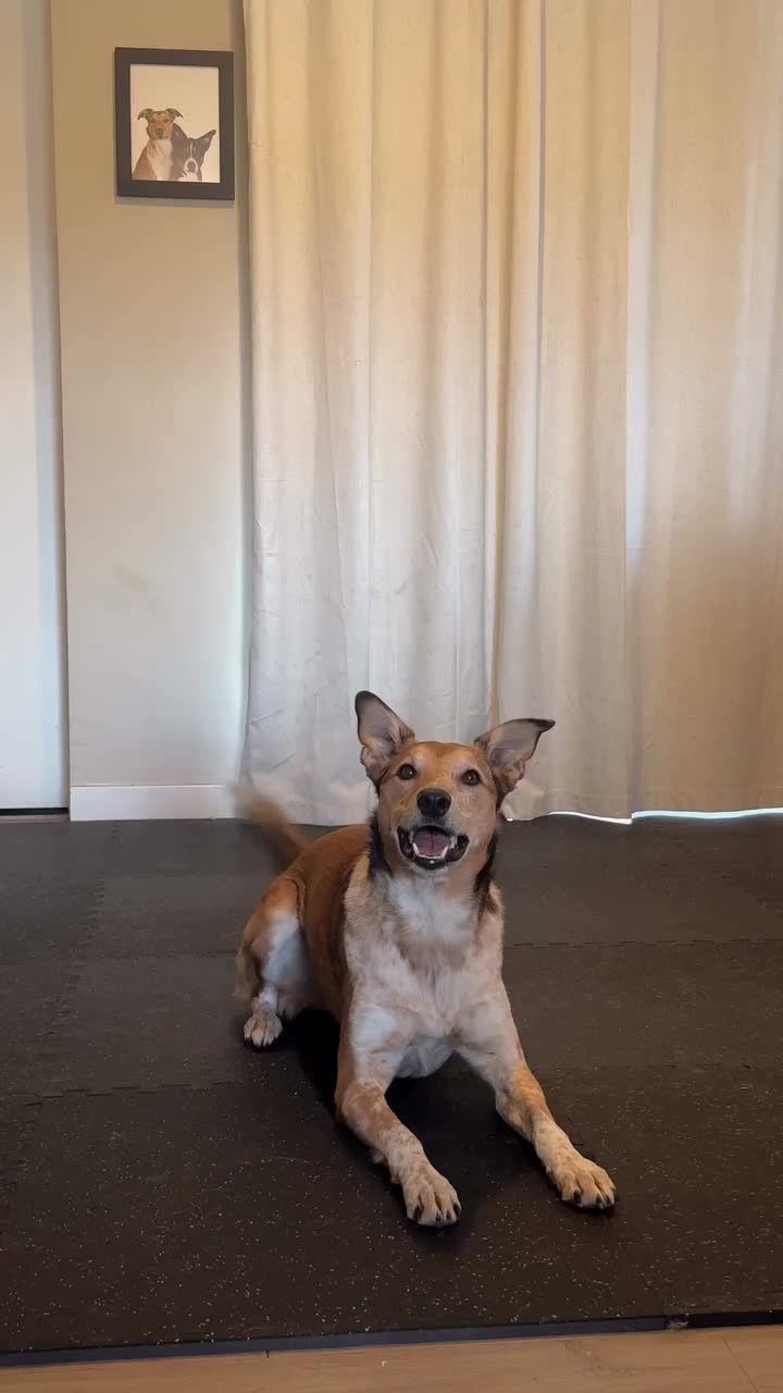 @Marissa | Canine Fitness