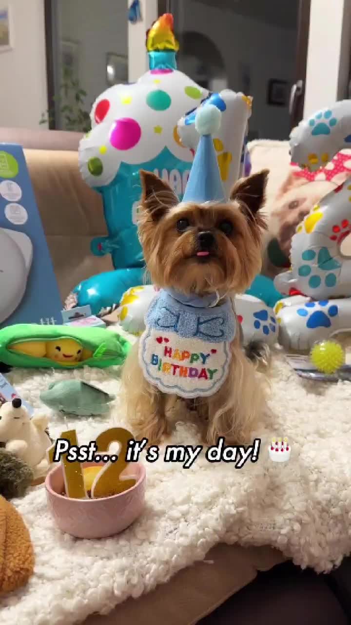 @✨Baryk & Bruno - Yorkies 🌍!